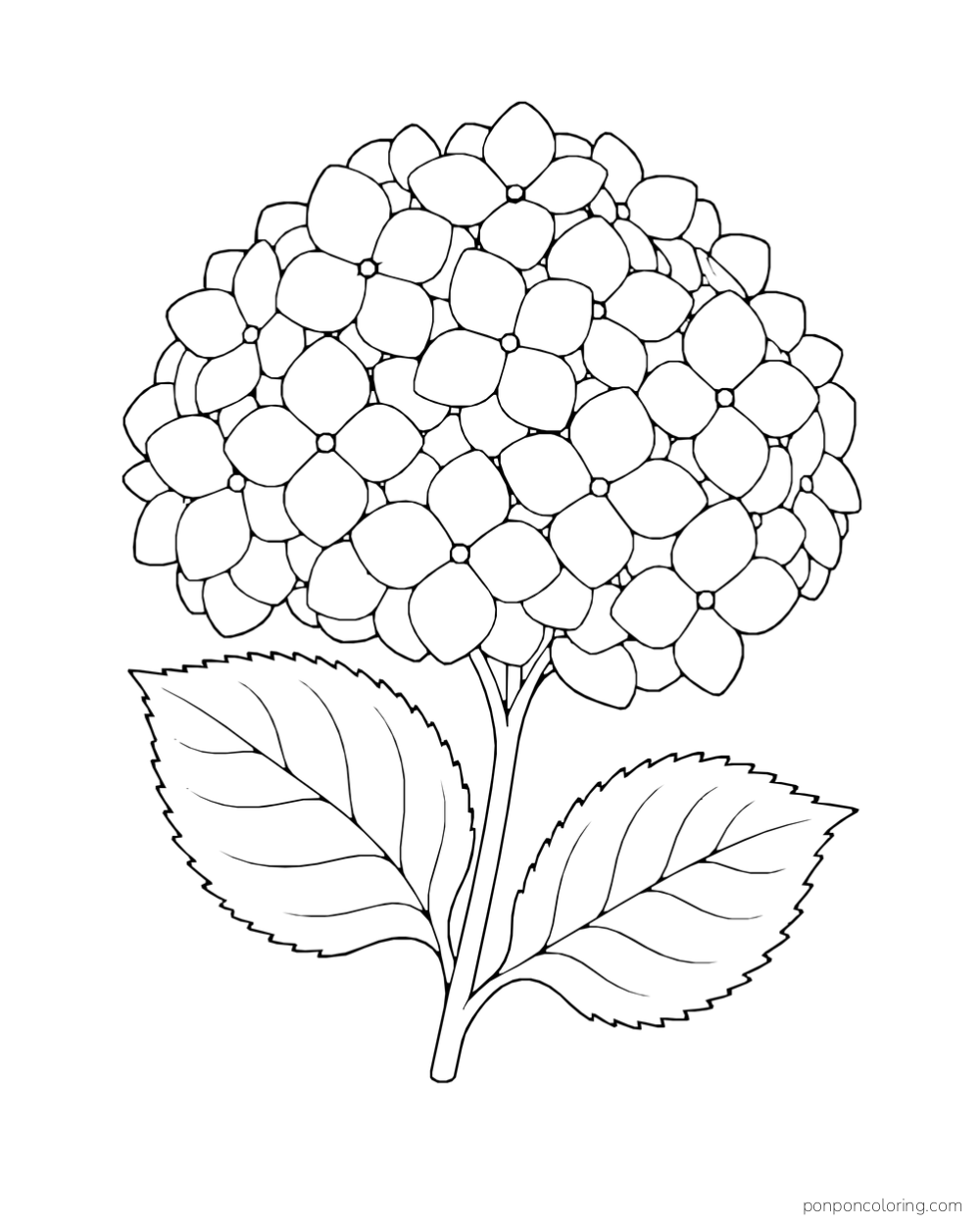 A rounded cluster of four-petal hydrangea blossoms sits above two serrated leaves.