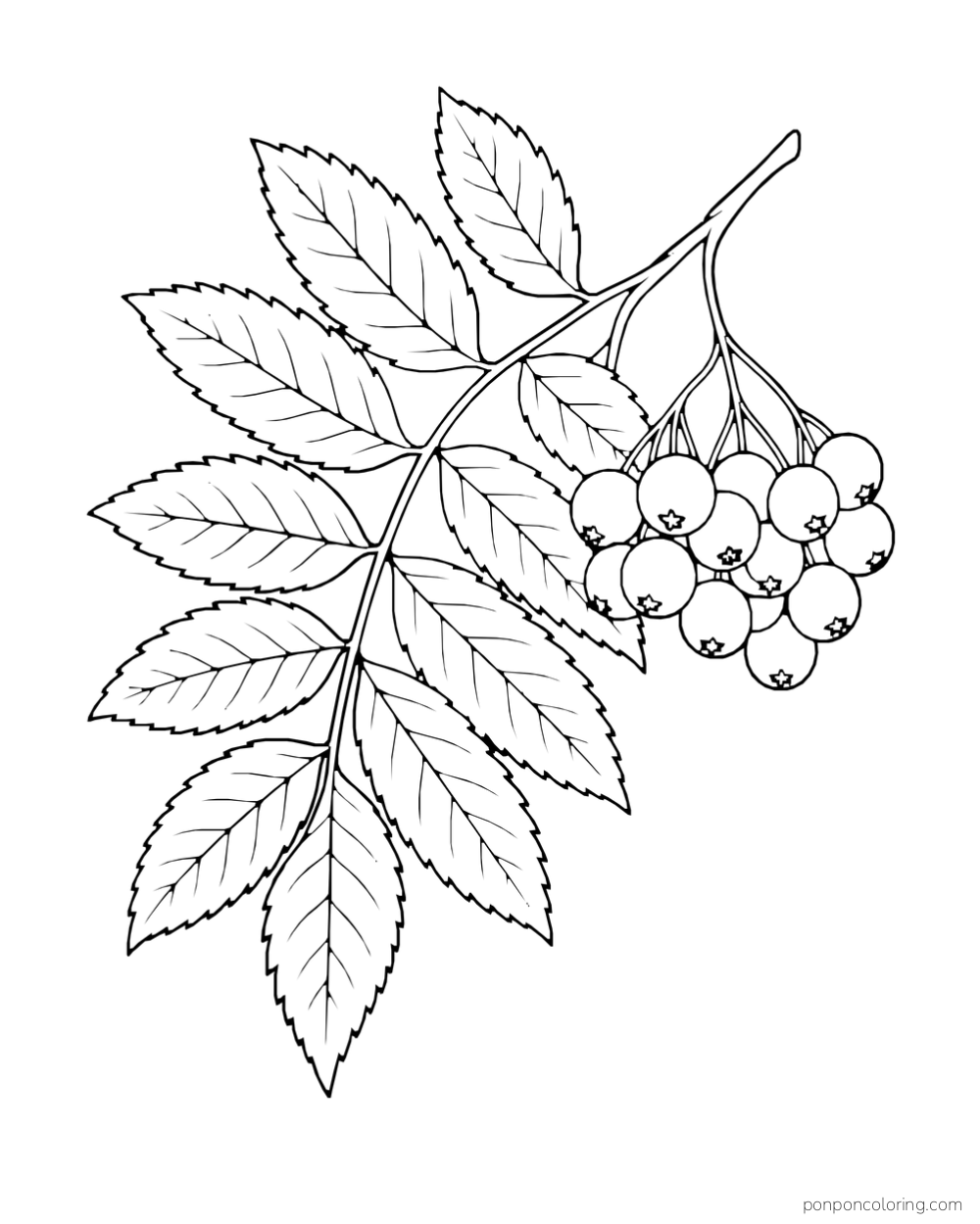 A branch of paired narrow leaves hangs beside a cluster of round berries.