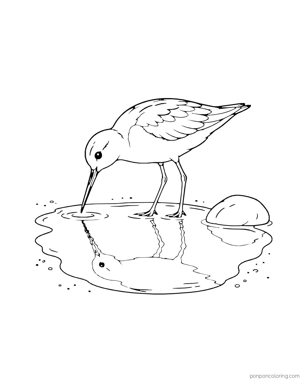 A sandpiper stands in a shallow pool beside a smooth stone.