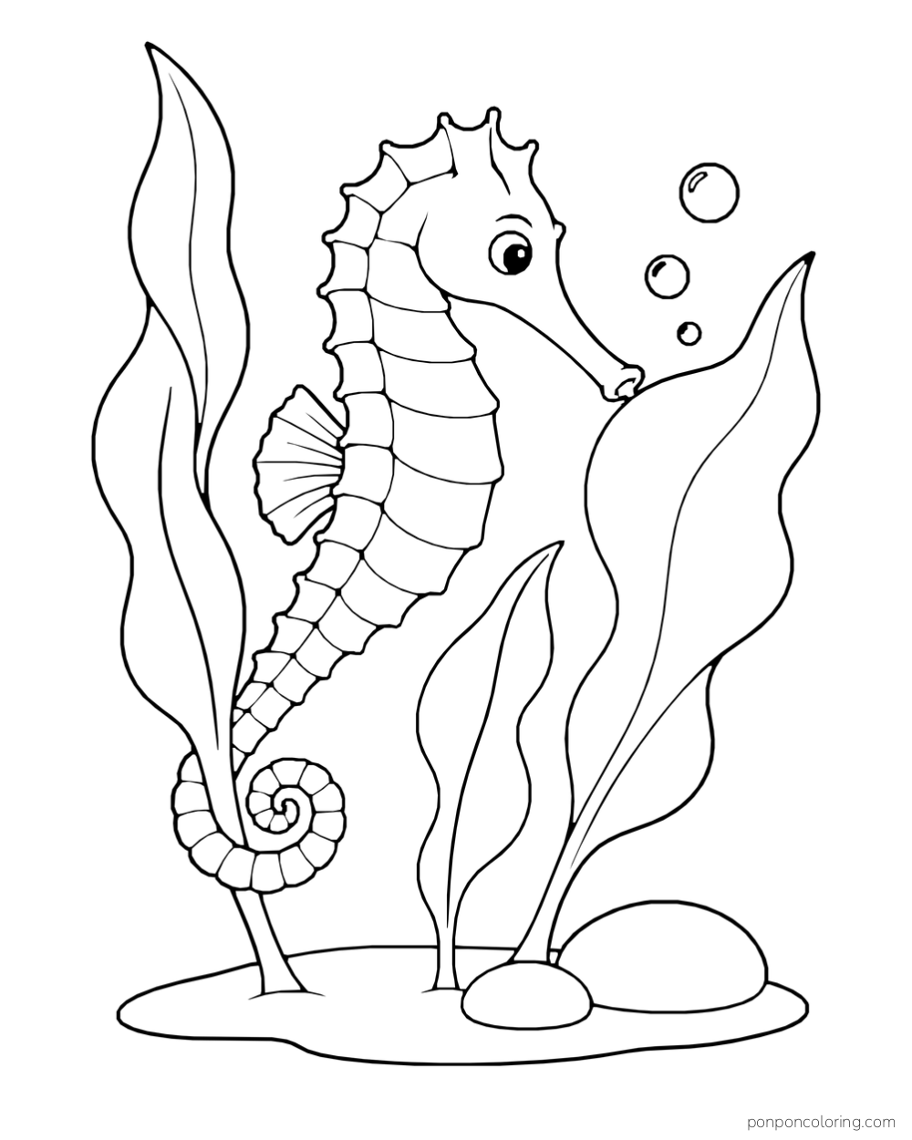 A seahorse among three broad kelp leaves, with its tail curled around one stem and bubbles above.