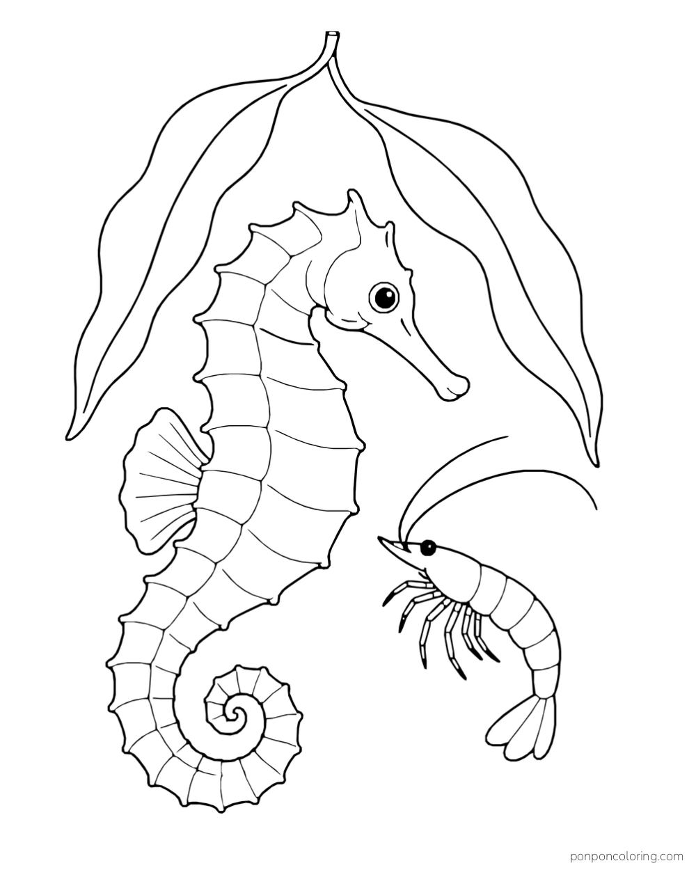 A seahorse facing a shrimp beneath two broad seagrass leaves.