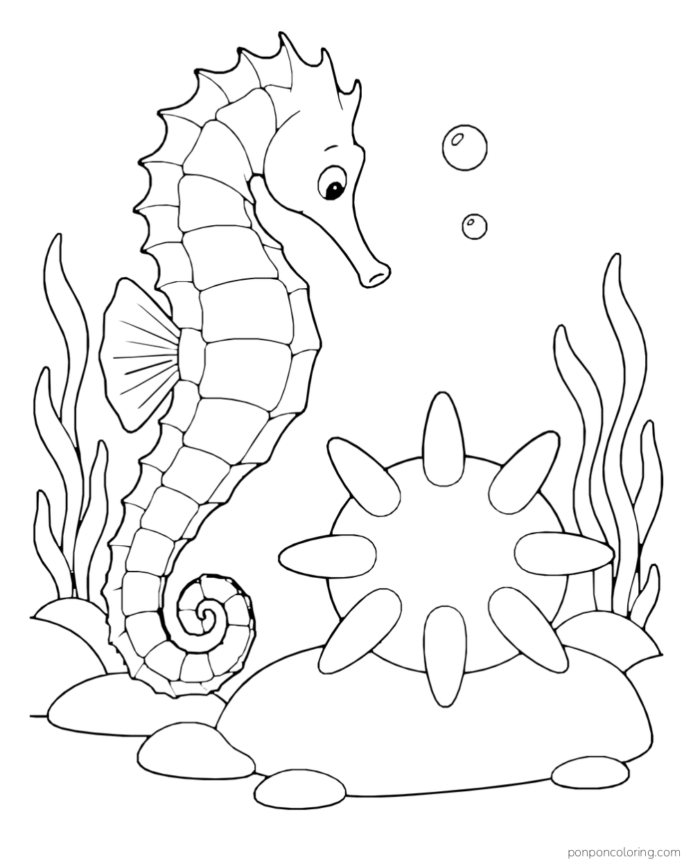 A seahorse beside a large spiky sea urchin on a rock, with sea plants on each side.