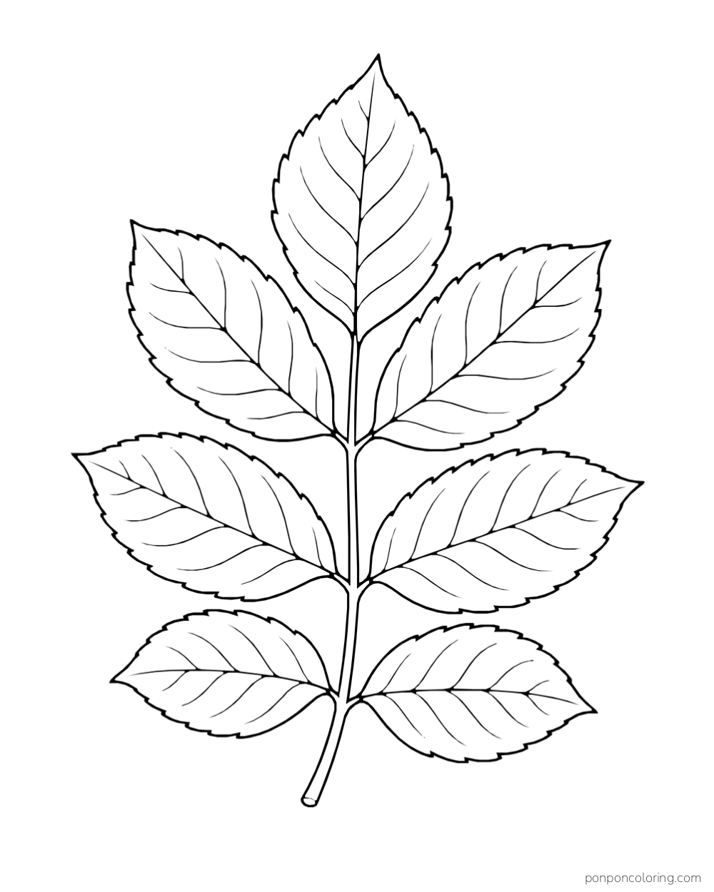 A compound leaf with seven pointed oval leaflets attached to a central stem.