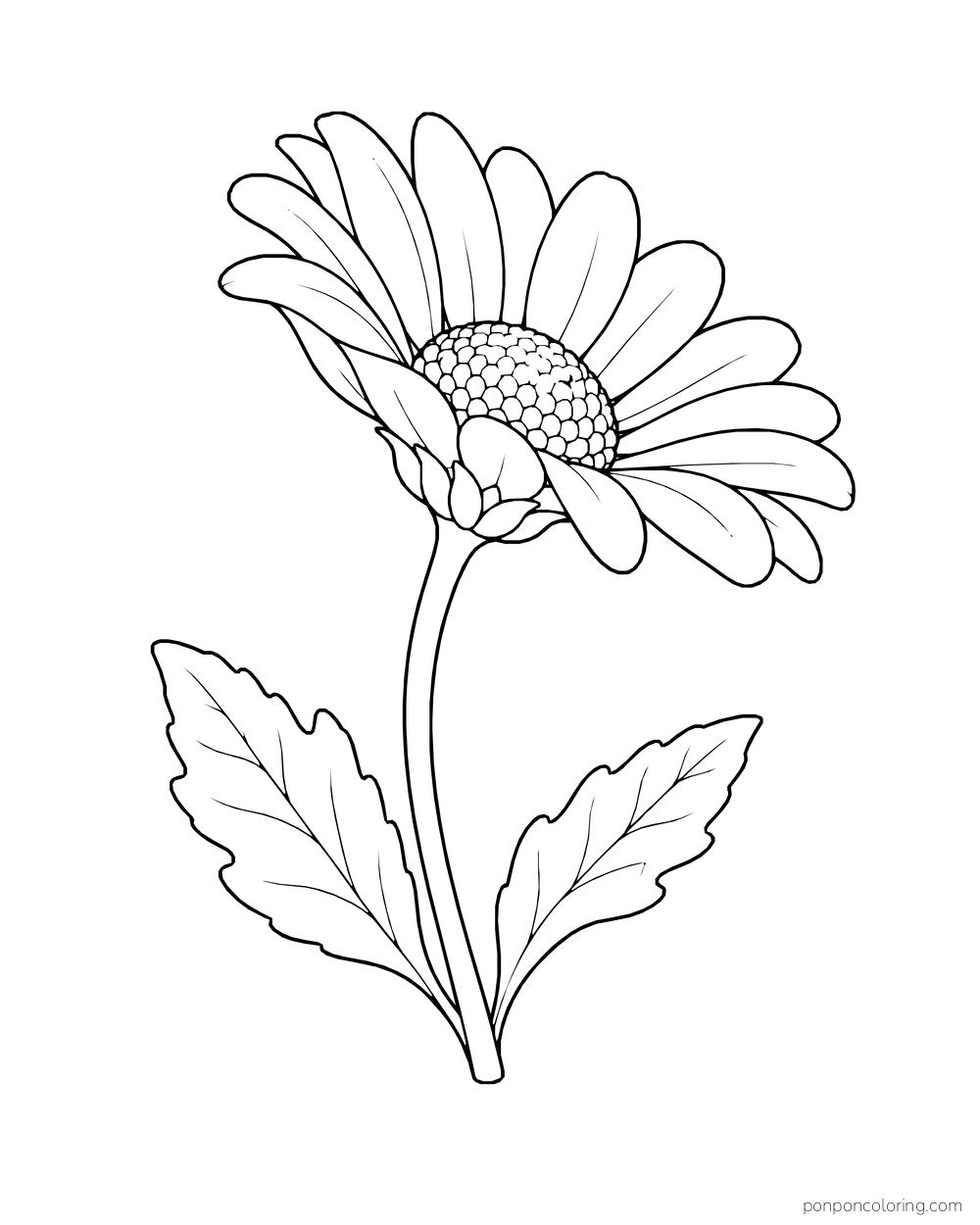 A daisy tilts sideways, showing cupped petals above a curved stem and two leaves.