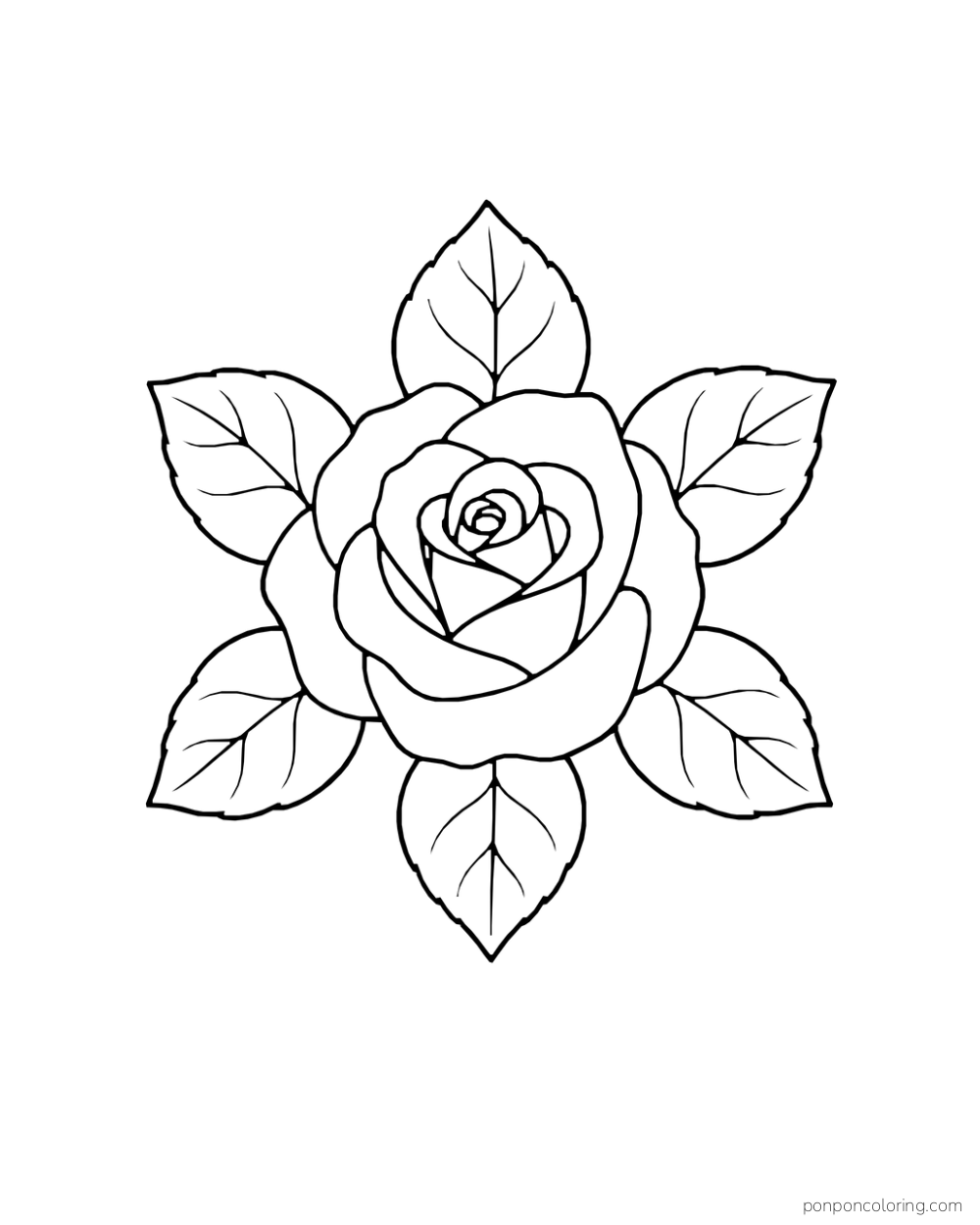 Single rose surrounded by six broad leaves in a compact rosette.