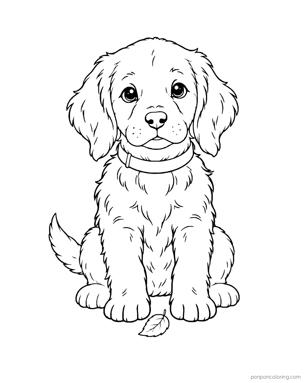 A front-facing fluffy puppy sits still with a collar and a small leaf between its paws.