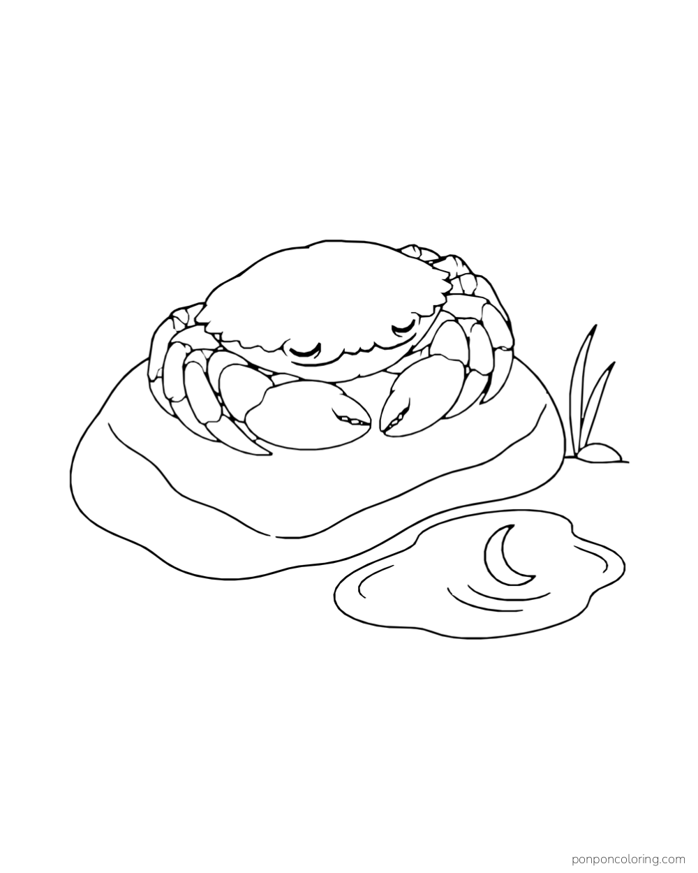 A crab sleeps on a rounded rock beside a small pool with a crescent moon shape.
