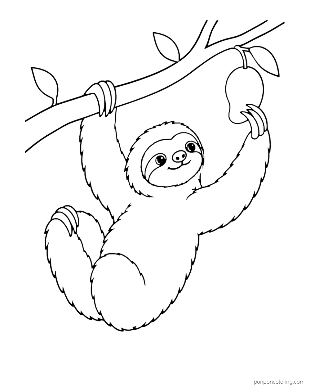 Sloth hanging from a branch and extending a paw toward one round fruit.