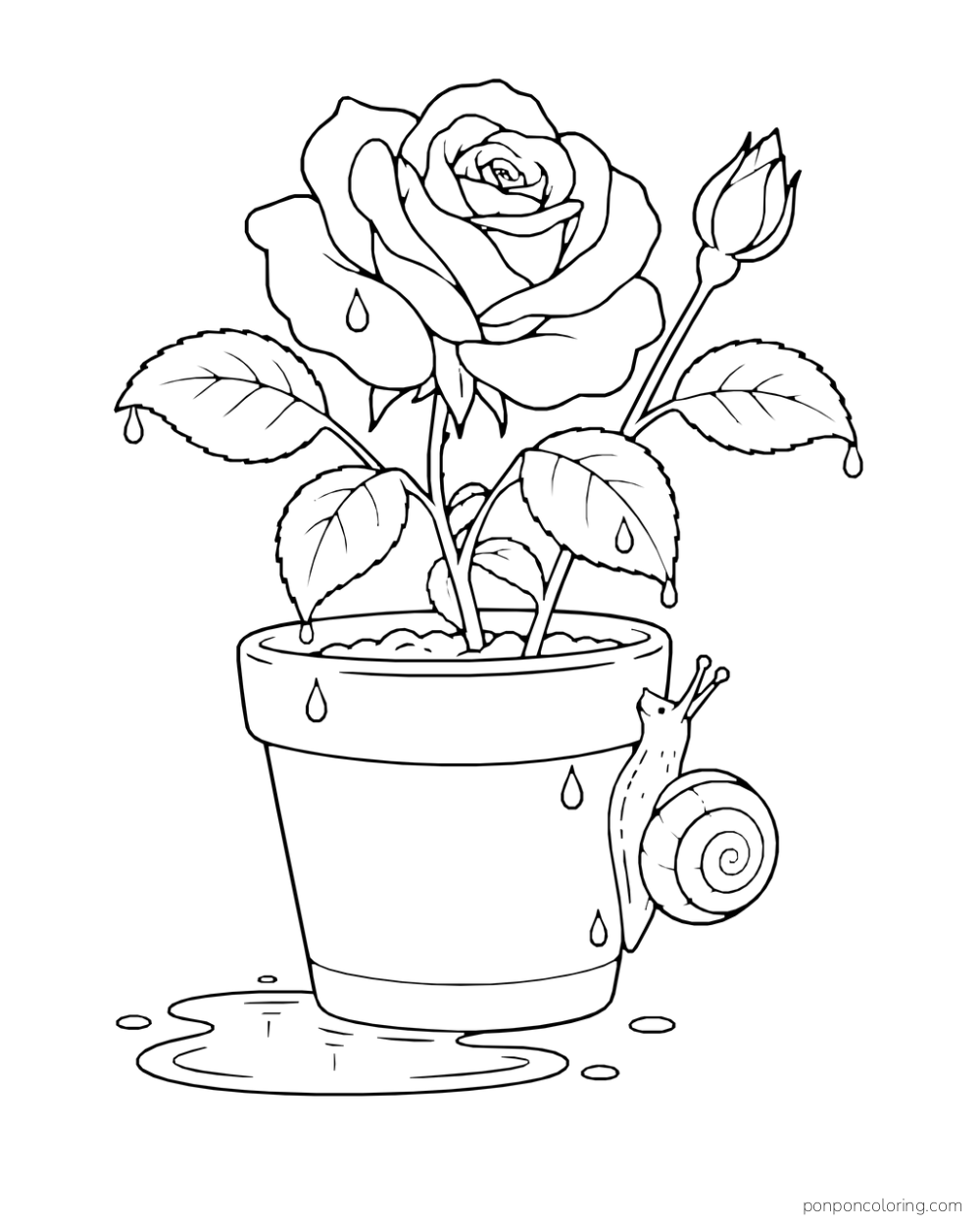 Snail climbing a damp rose pot beneath a blooming rose and shallow puddle.