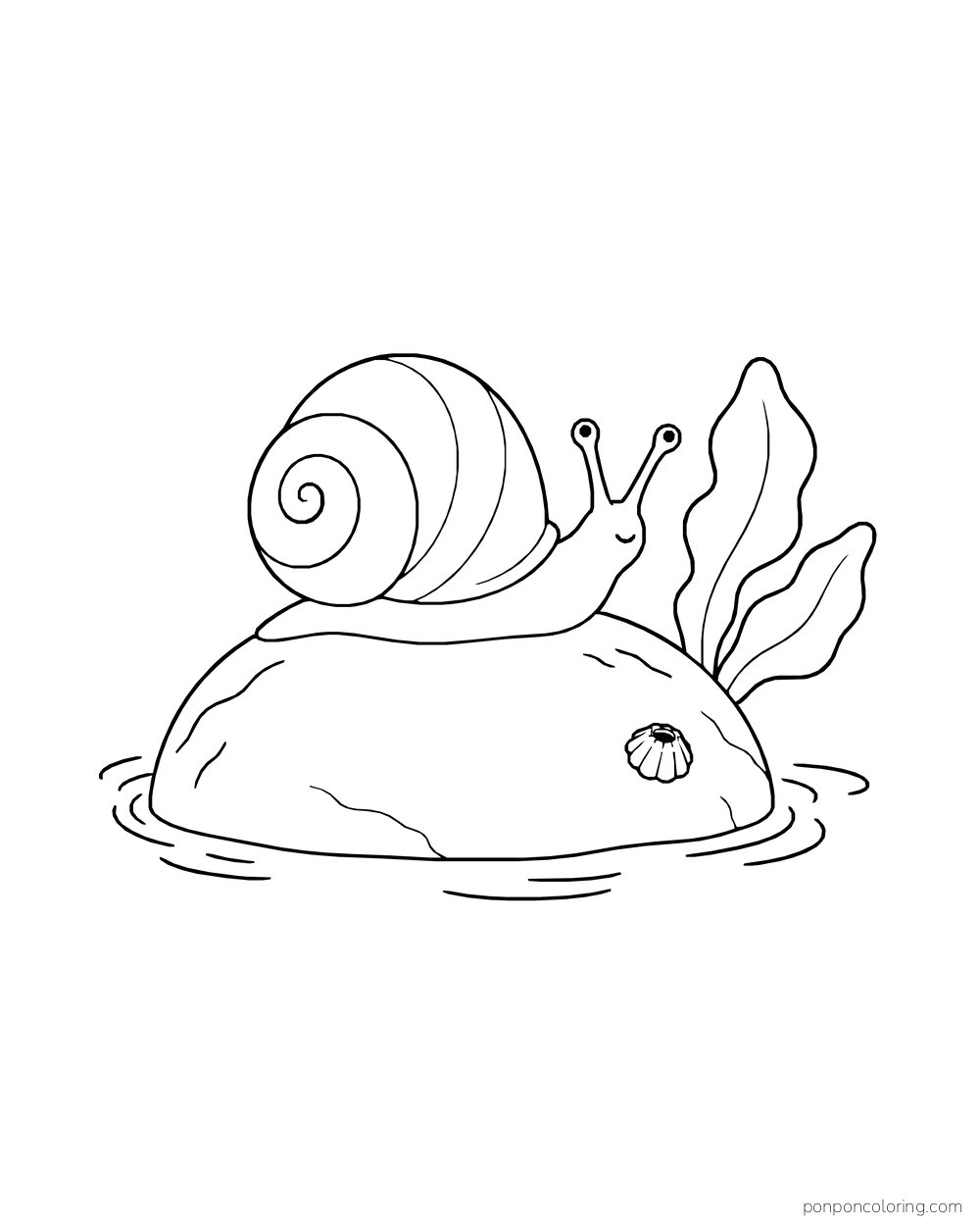 A snail climbs a smooth rock beside broad kelp leaves in shallow water.