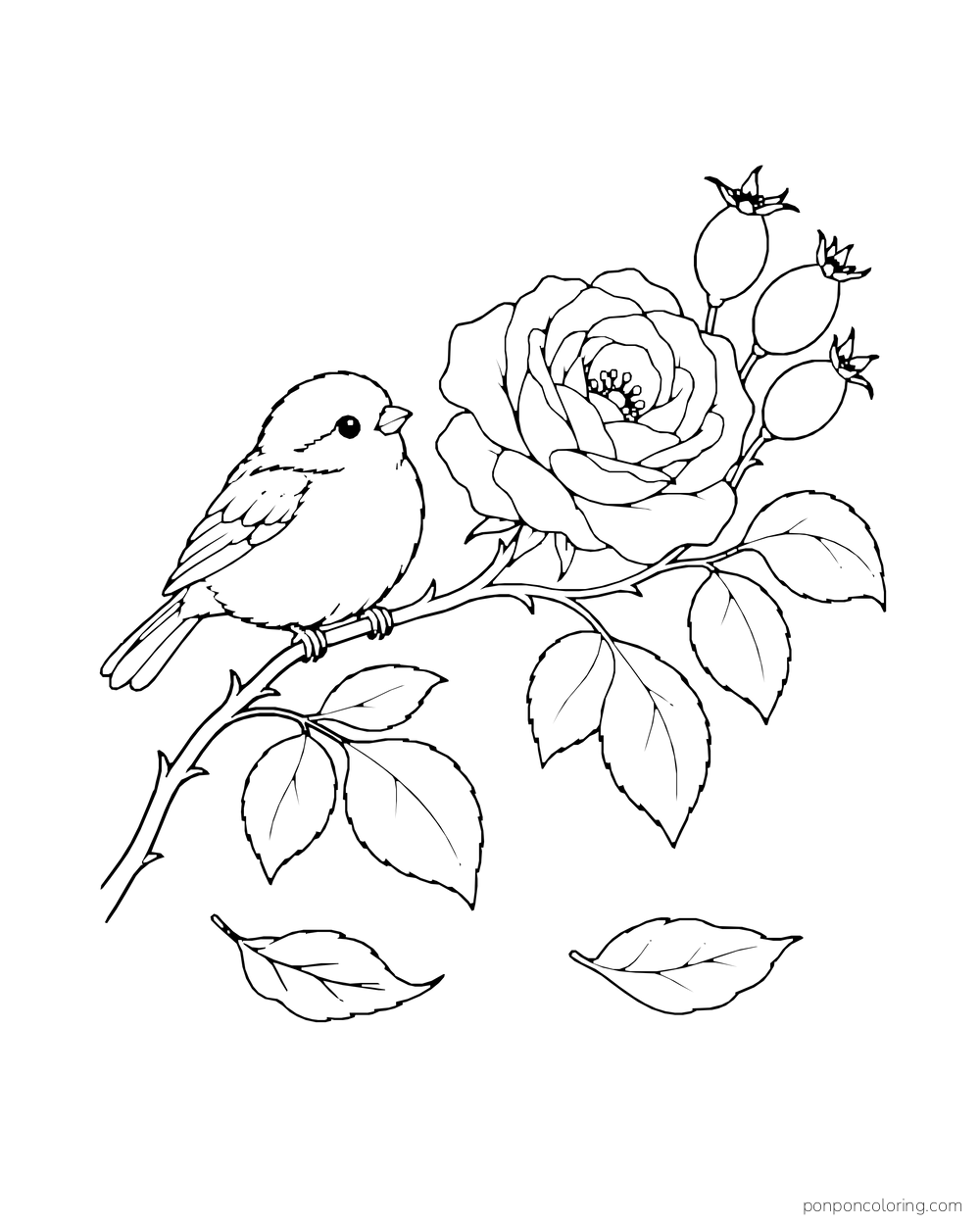 Sparrow perched on a rose branch beside an open wild rose and three rounded rose hips.