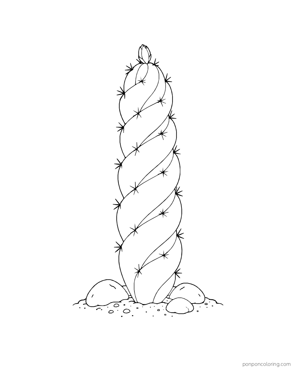 A tall spiral cactus with a bud grows between smooth stones.