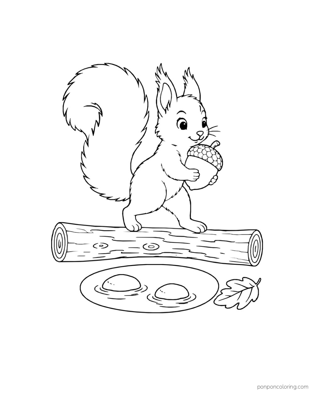 A tuft-eared squirrel carrying a large acorn across a log above a small pool with two stones and a leaf.