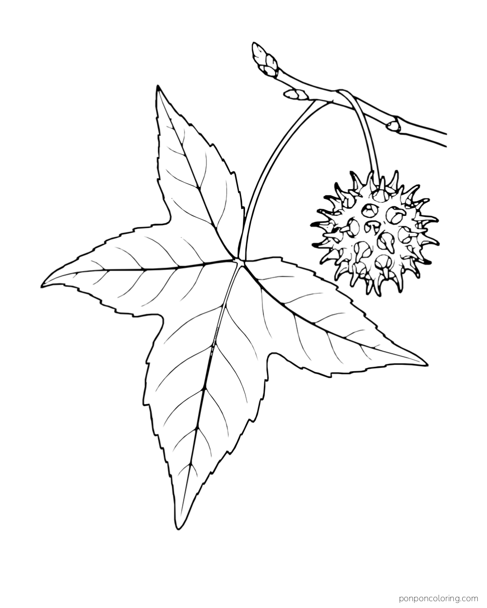 A five-pointed star-shaped leaf hangs from a twig beside a round spiky seed pod.