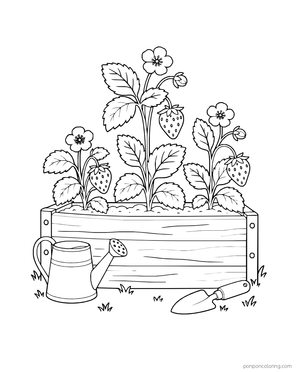 Three strawberry plants with blossoms and fruit rise from a short raised garden bed beside a watering can.