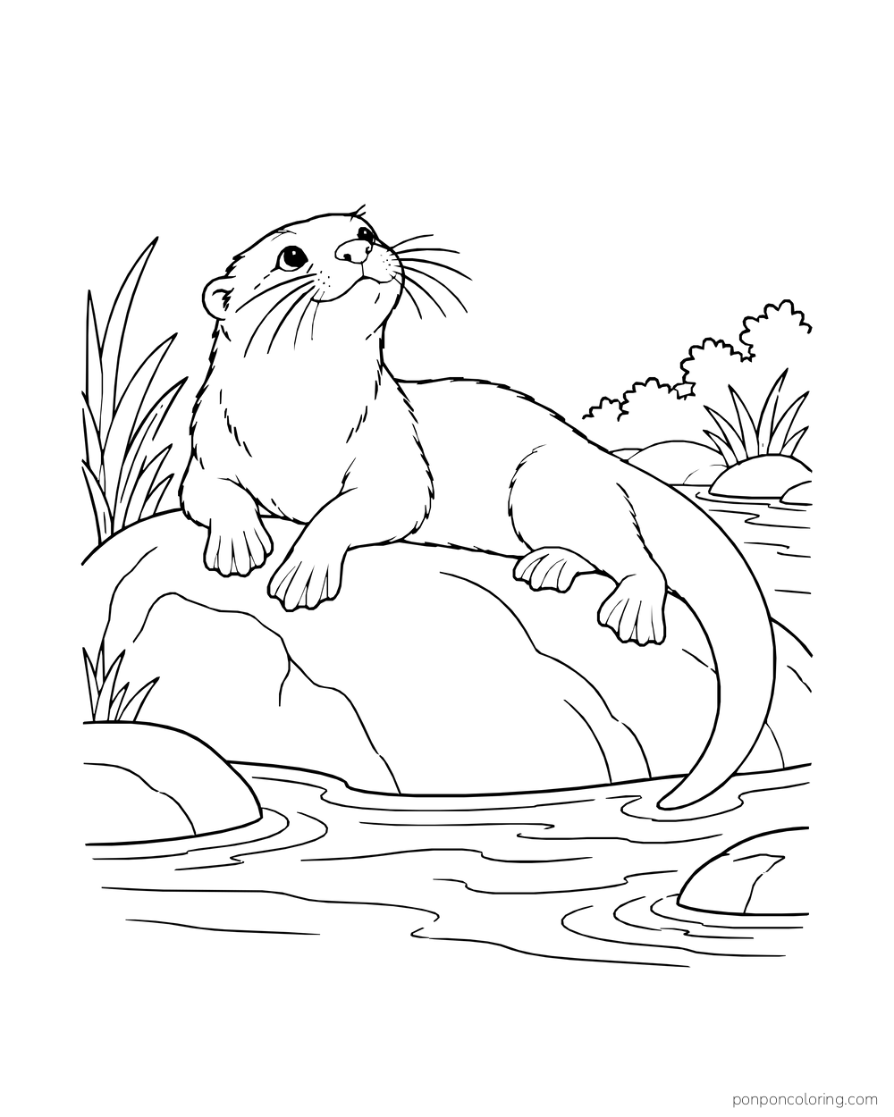 Otter stretching across a broad rock beside a river with reeds behind.