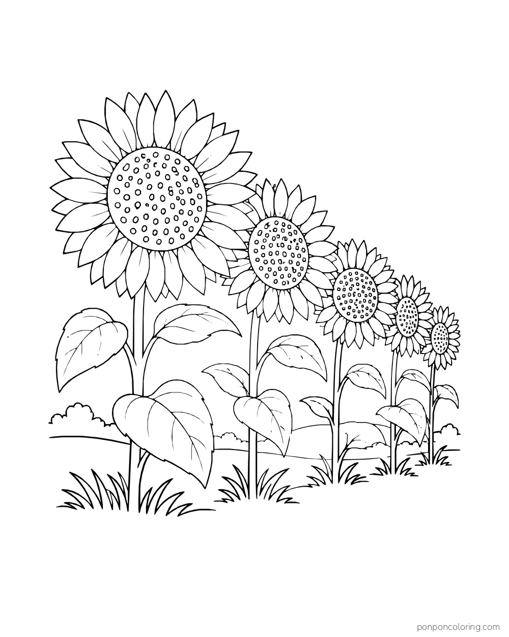 A row of sunflowers receding along the edge of a field.