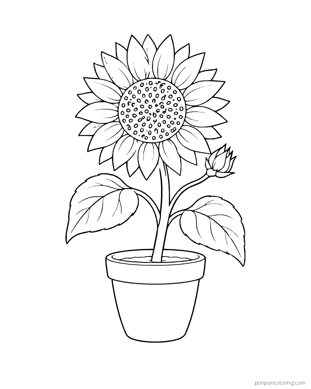 A potted sunflower with one open head, a side bud, and broad leaves.