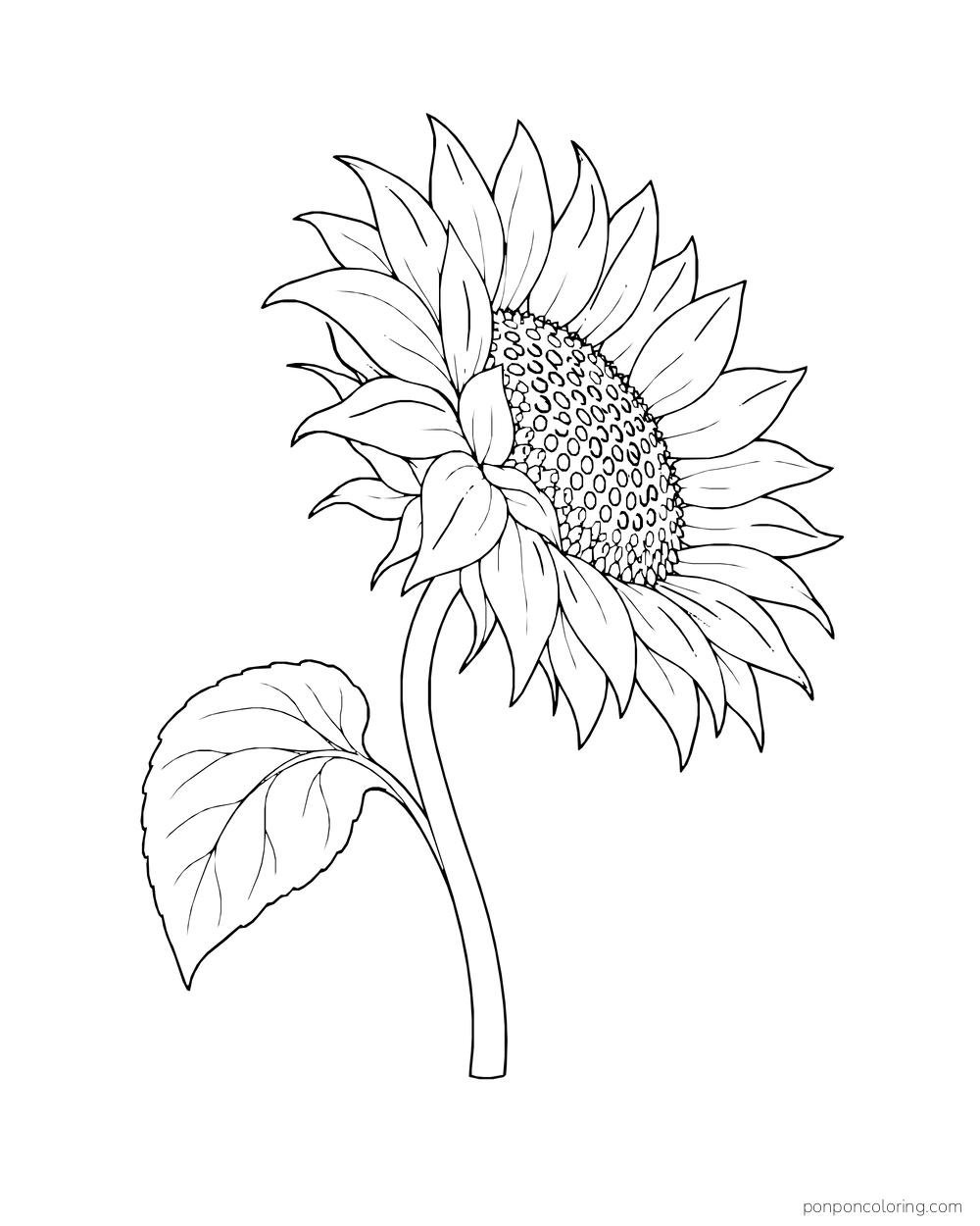 A sunflower viewed from the side on a curved stem with one large leaf.