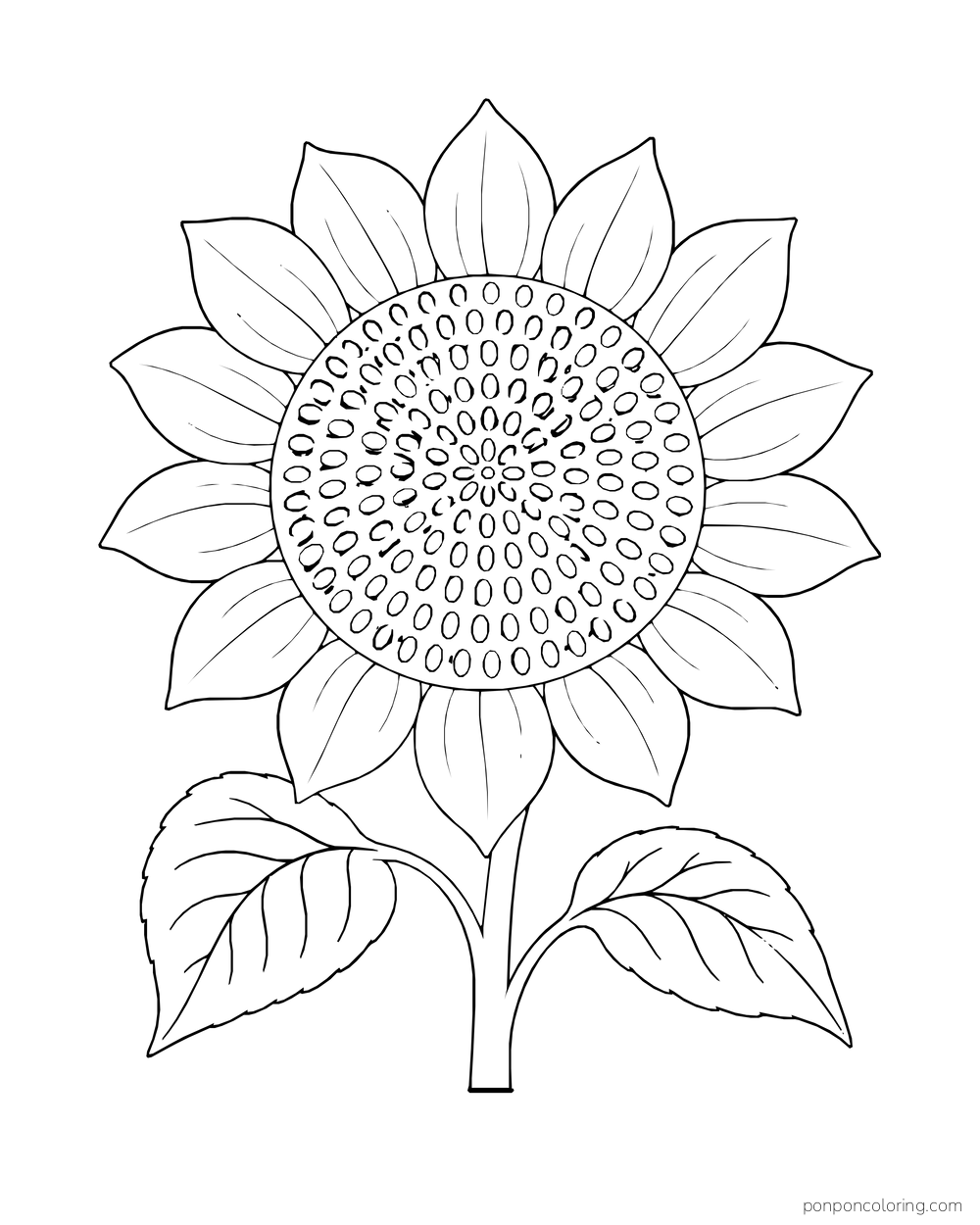 A large sunflower with outlined seeds, broad petals, and two leaves on a short stem.