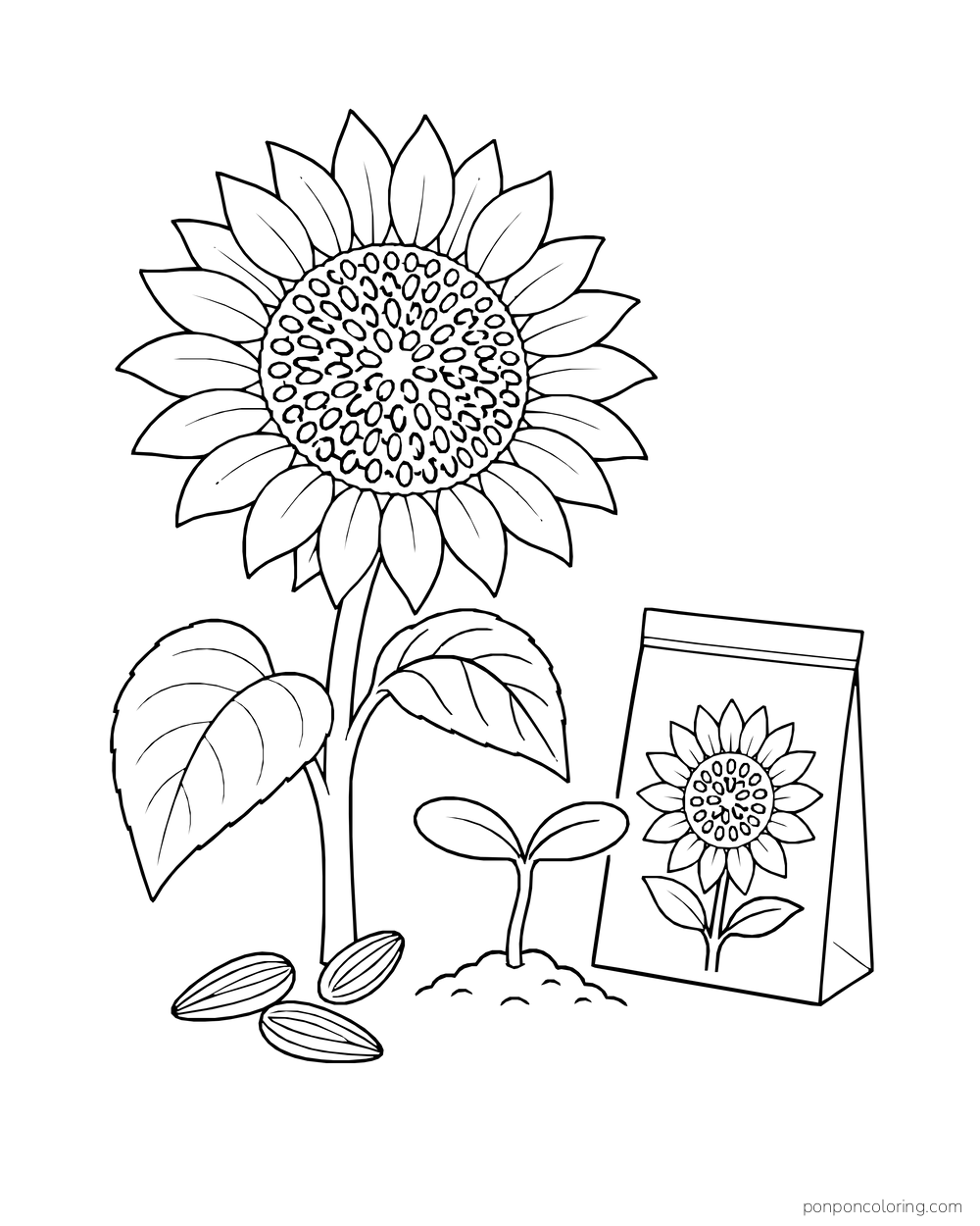 Loose sunflower seeds, a small sprout, and a seed packet with a flower drawing.