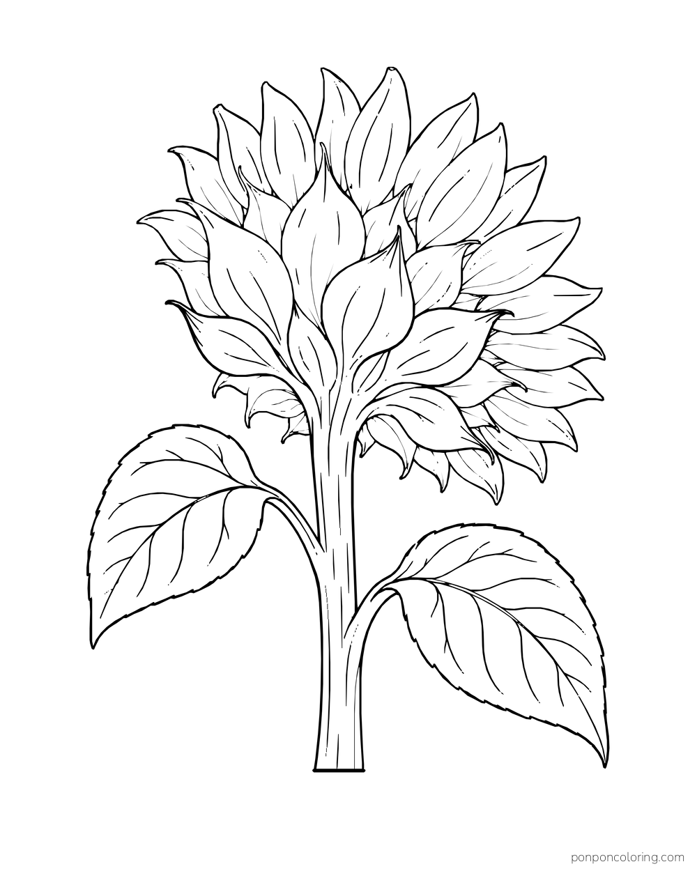 The back of a sunflower head with overlapping bracts above two large leaves.