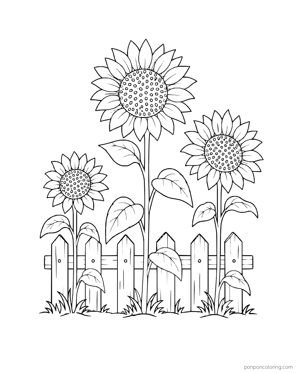 Three sunflowers growing behind a short picket fence.