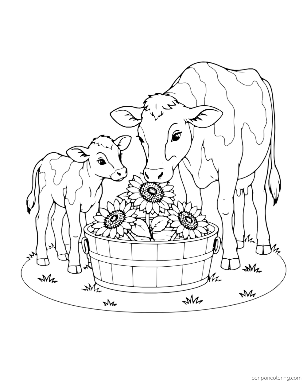 A cow and calf look into a round tub of sunflowers.