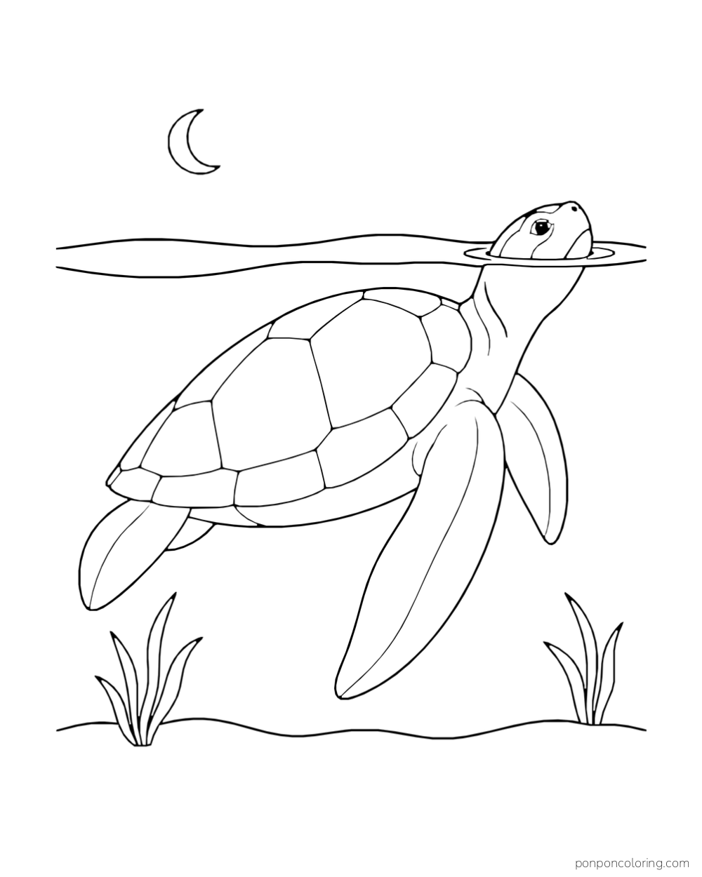 A sea turtle lifts its head through a calm waterline below a crescent in the sky.