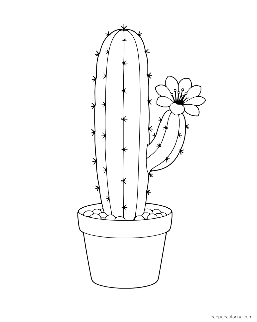 Tall ribbed cactus-like succulent in a plain pot with one flower on a side stem.