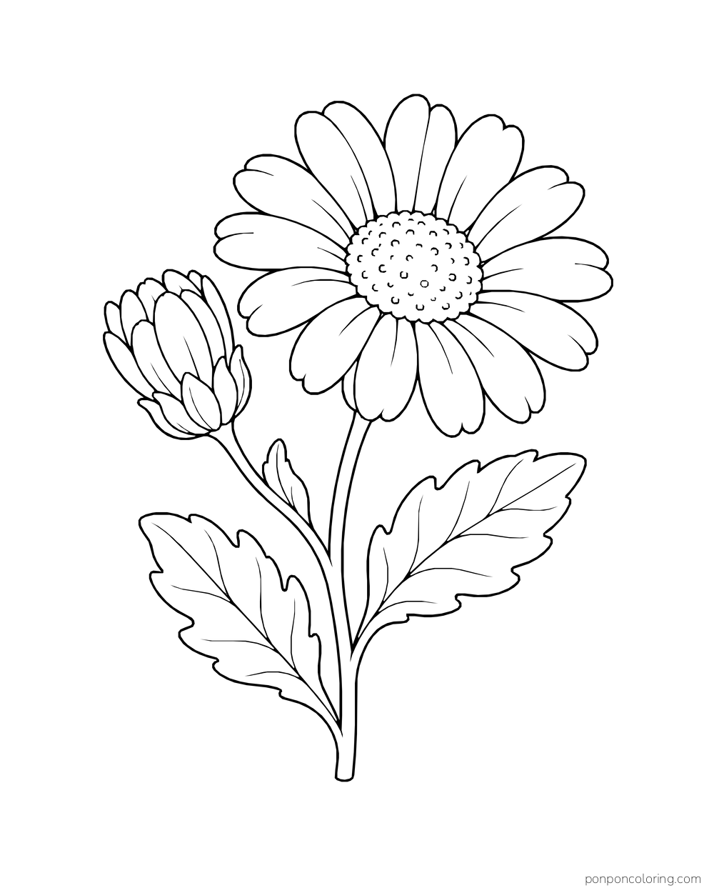 A half-open daisy bud stands beside a full bloom on one branching stem.