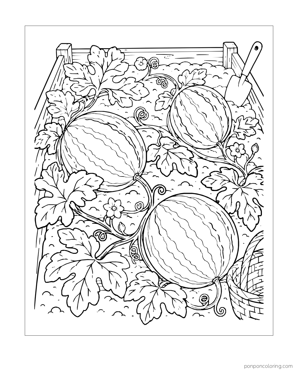 An overhead view of three watermelons linked by curling vines and leaves in a garden bed.