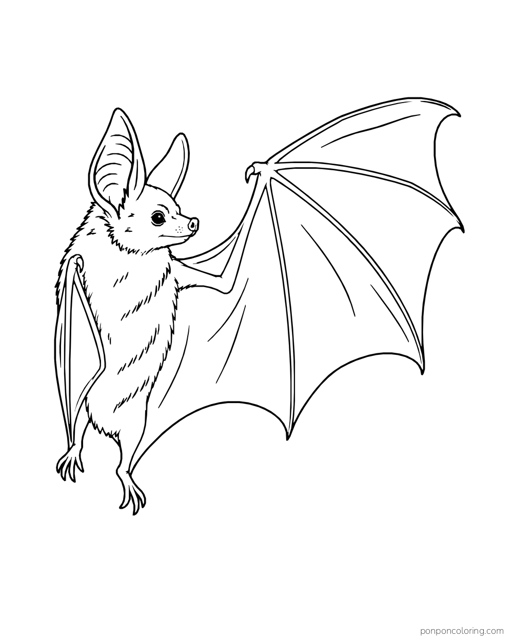 A side-view bat stretches one wing wide, showing long finger-supported membrane panels.