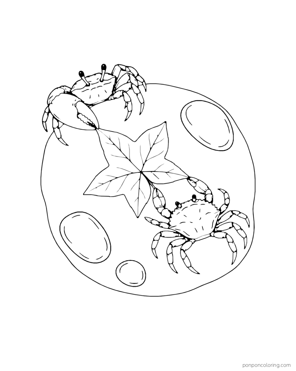Two crabs hold opposite sides of a star-shaped leaf within a round pool.