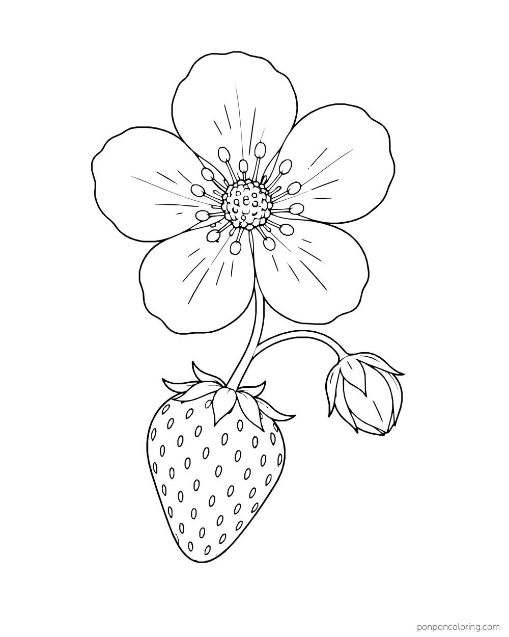 One large five-petal strawberry blossom rises above a pointed berry and a closed bud.