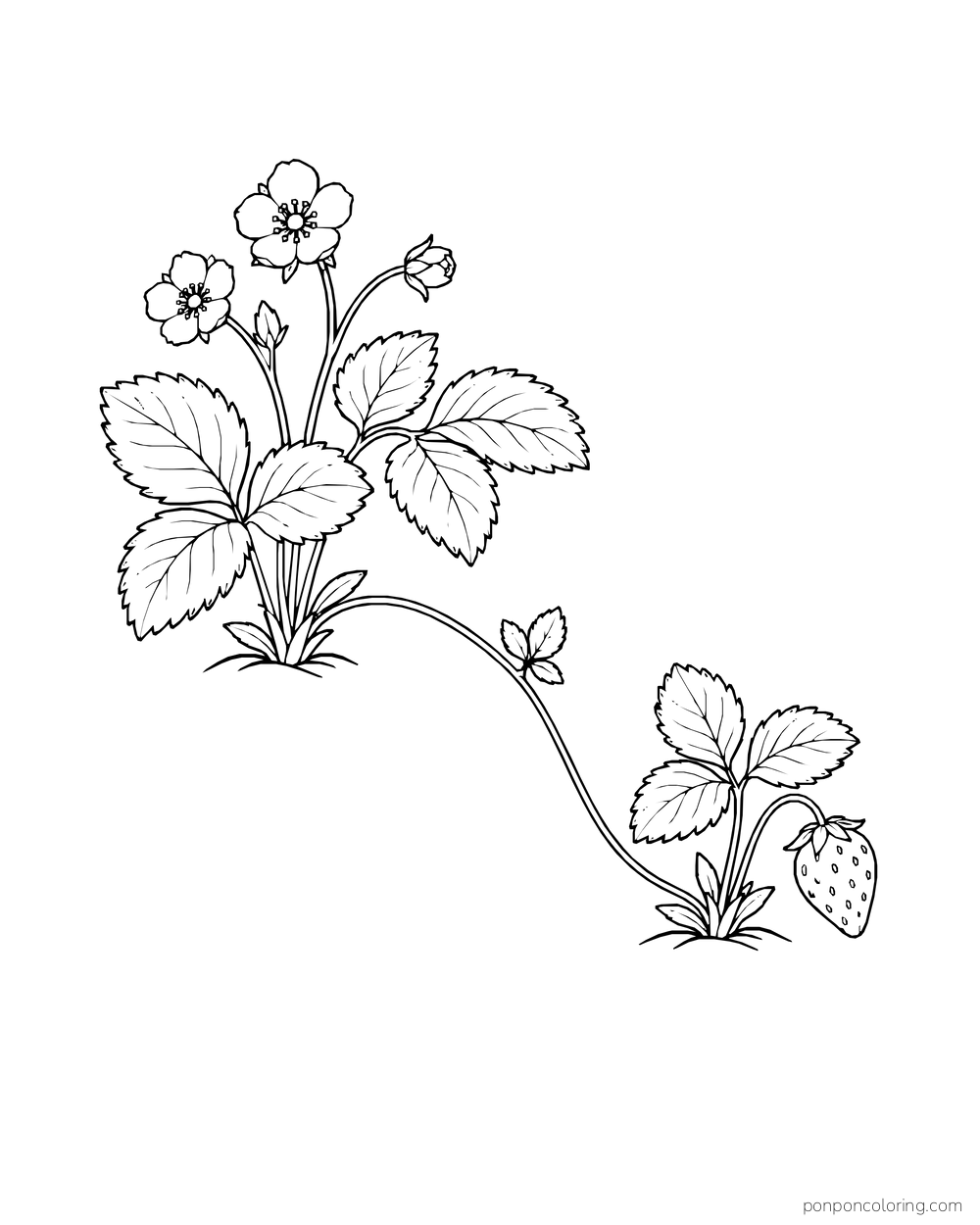 Two strawberry plants connect by a long arching runner, with blossoms on one and a berry on the other.