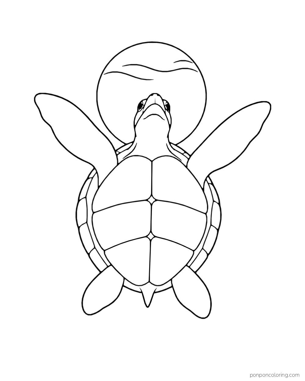 A sea turtle seen from below spreads its flippers with a round disk overhead.