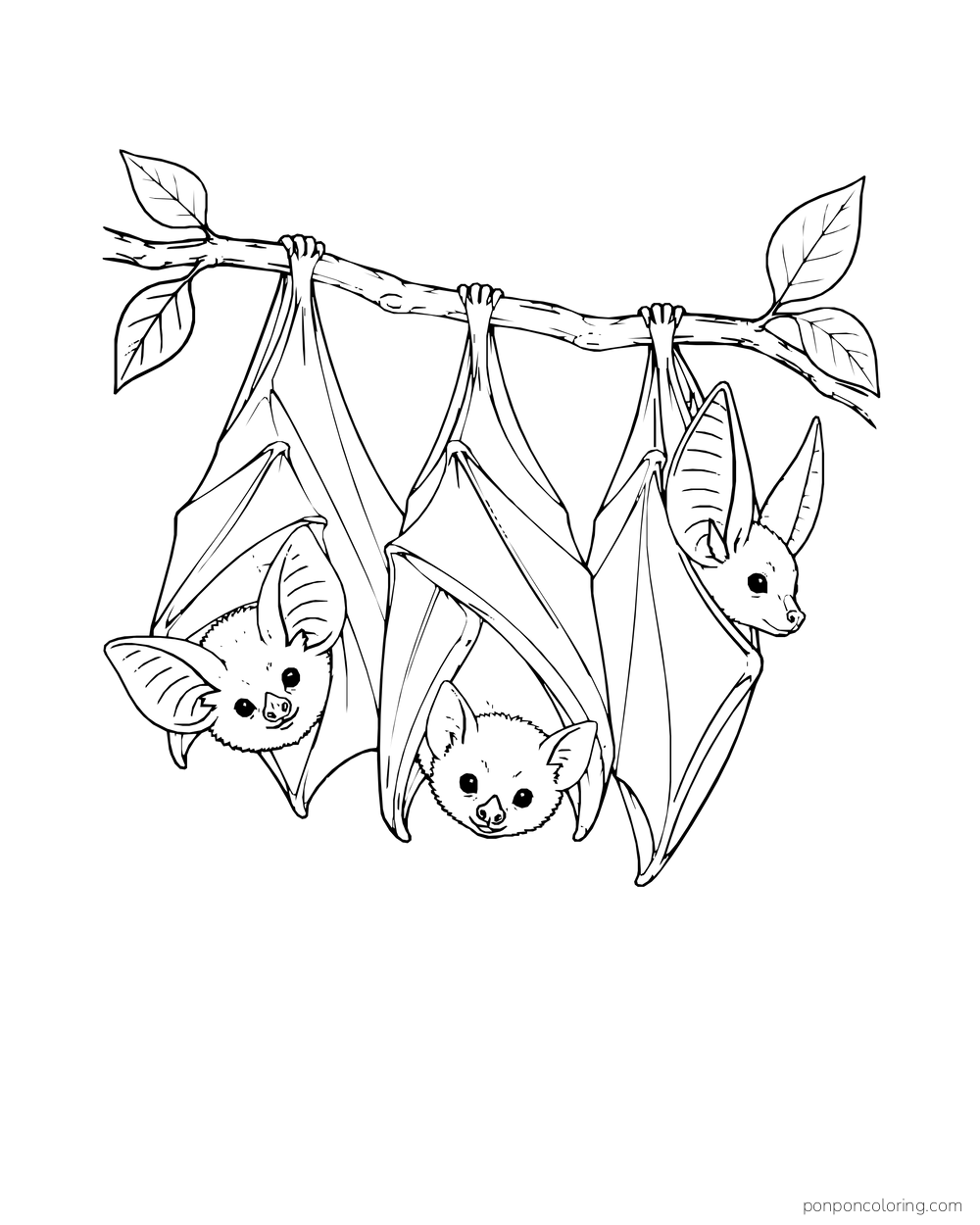 Three bats with different ears hang together from a leafy branch.