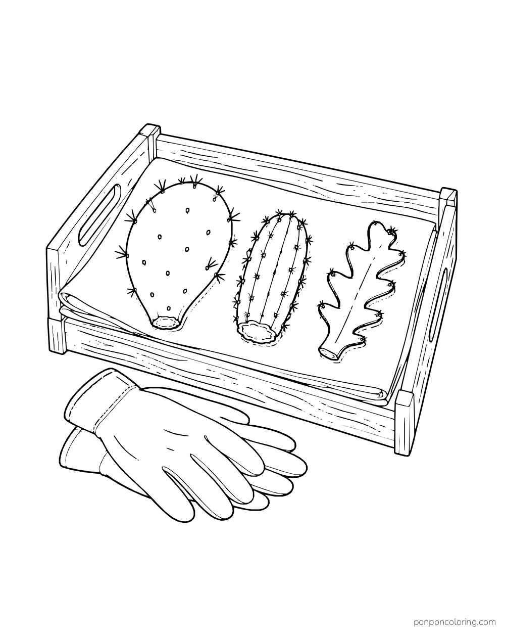 Three differently shaped cactus cuttings lie on a cloth inside a wooden tray, with gloves below.