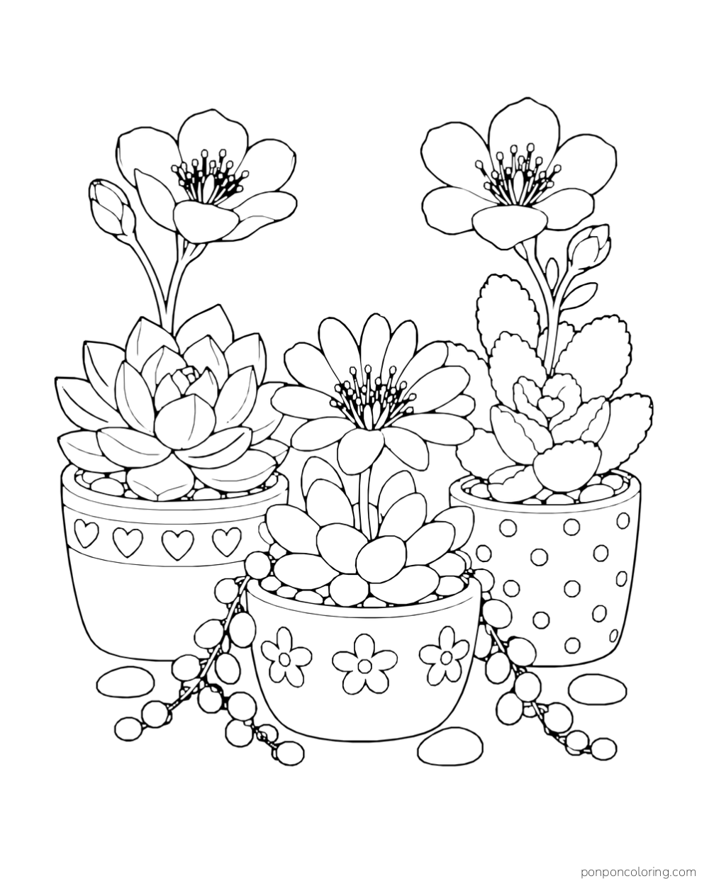 Three patterned pots hold succulents with open flowers and trailing round leaves.