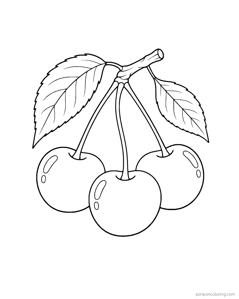 Three cherries hang at different heights from a short twig between two leaves.