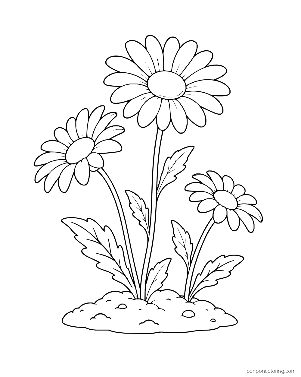 Three daisies of different heights grow from one small mound of soil.