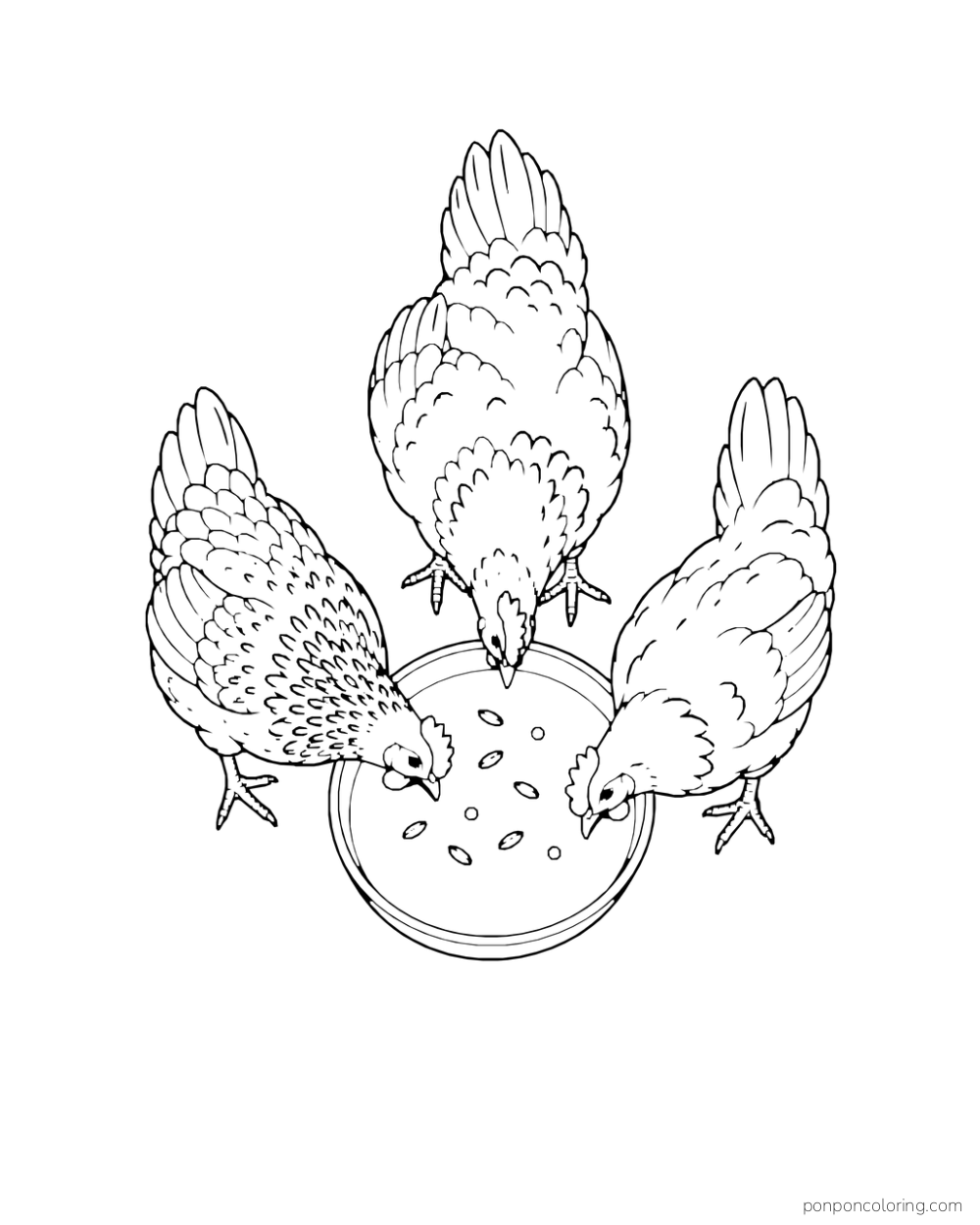Overhead view of three hens pecking seeds from a round tray