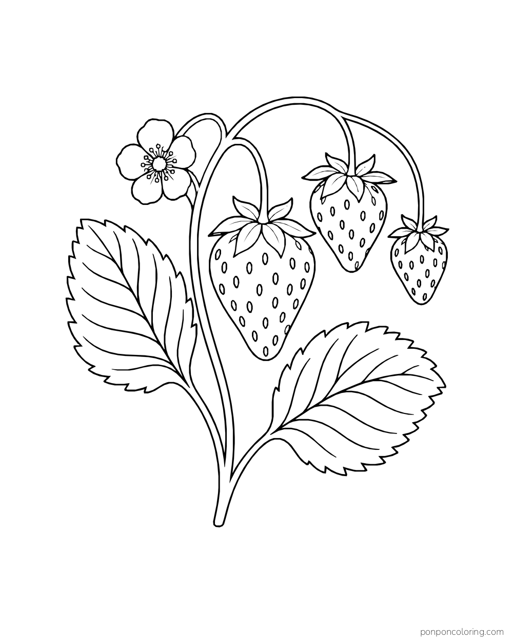 Three pointed strawberries hang from curved stems beside one small blossom and two broad leaves.