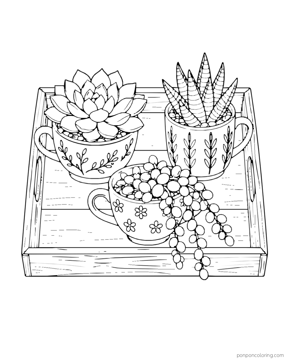 Three cups on a complete tray holding a rosette, pointed fleshy leaves and trailing round leaves.