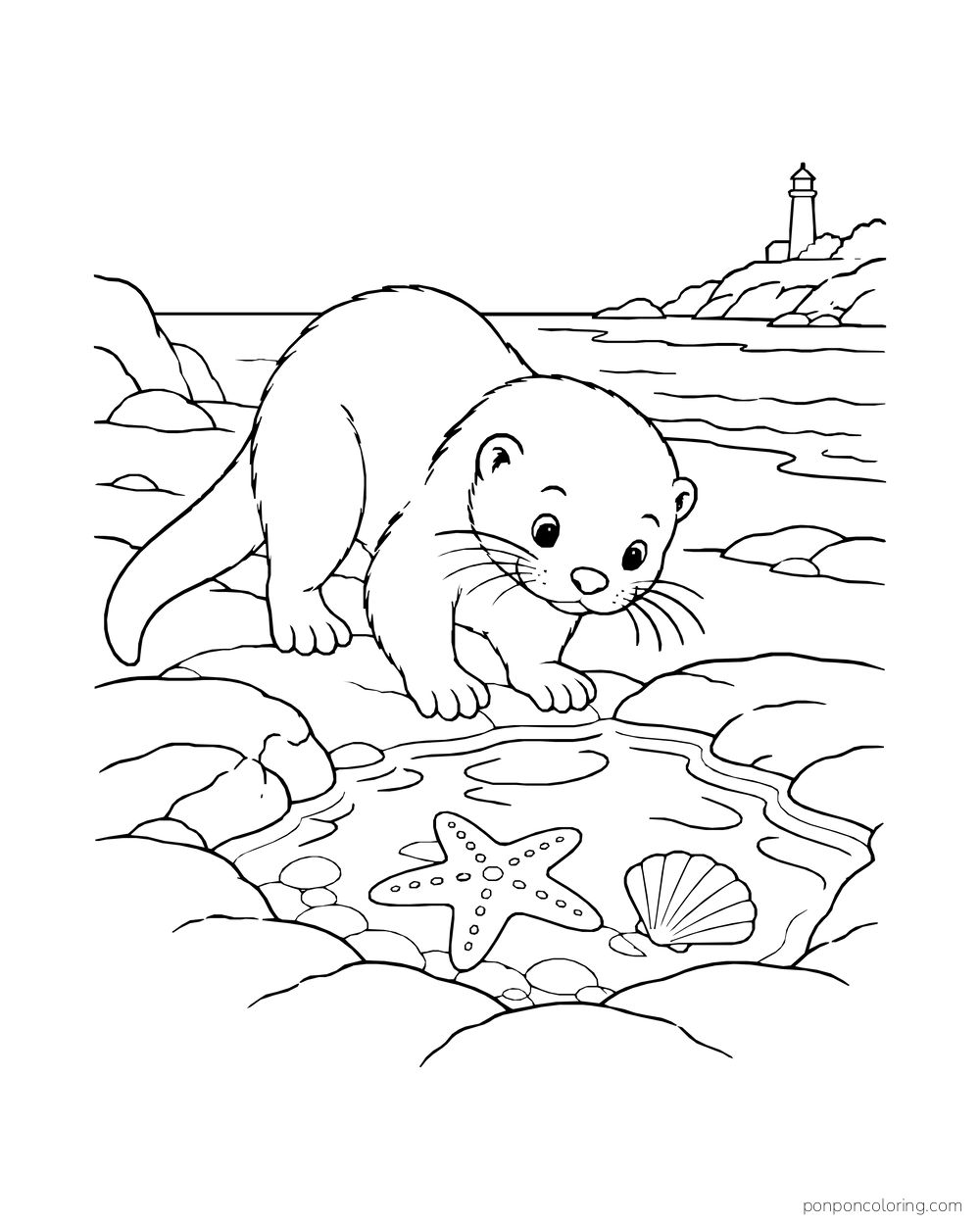Otter examining a tide pool with a starfish and shell below.