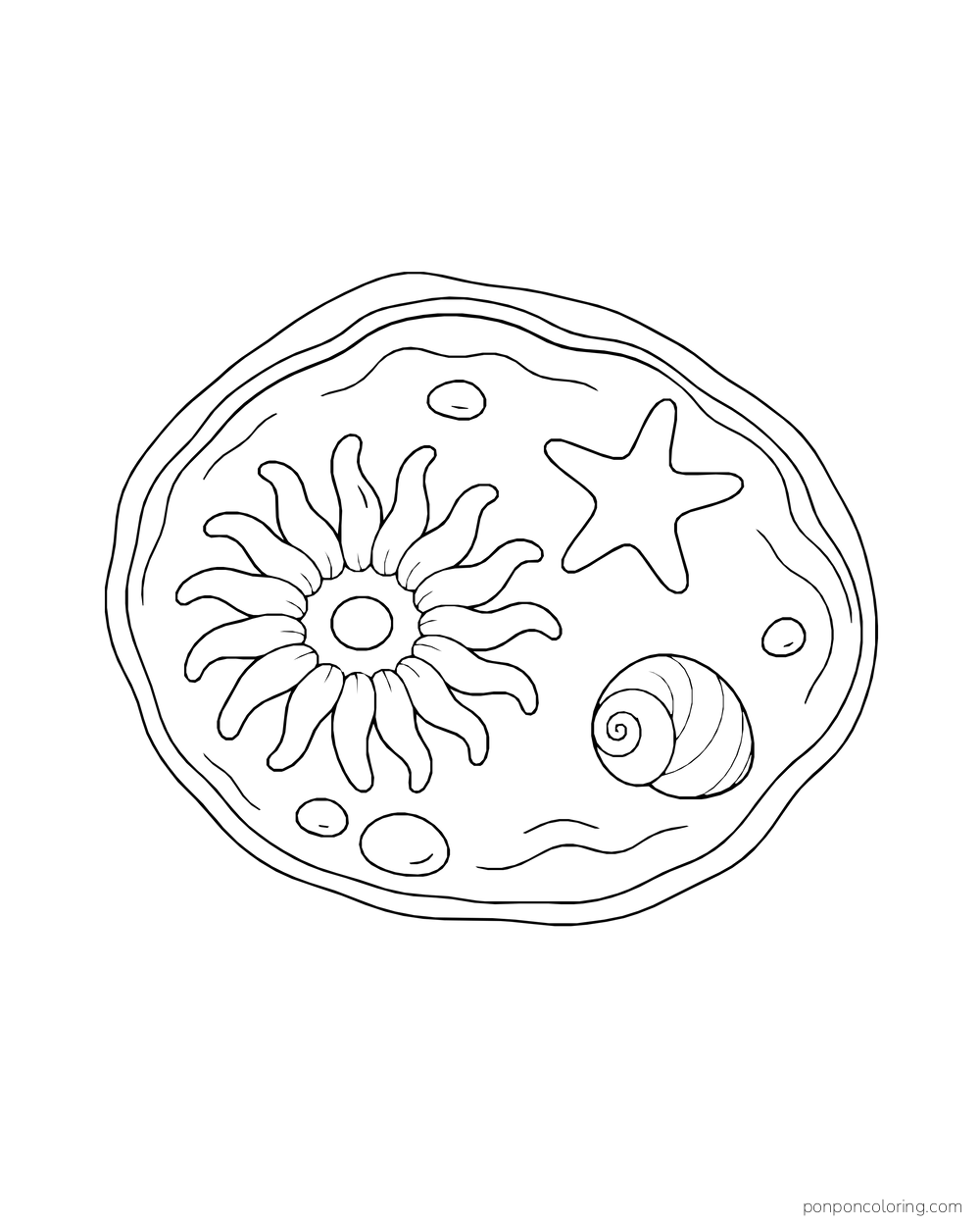A round tide pool seen from above holds an anemone, a starfish, and a snail shell.