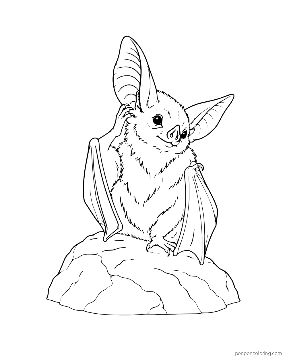 A bat sits on a rock and scratches one large ear with a foot.