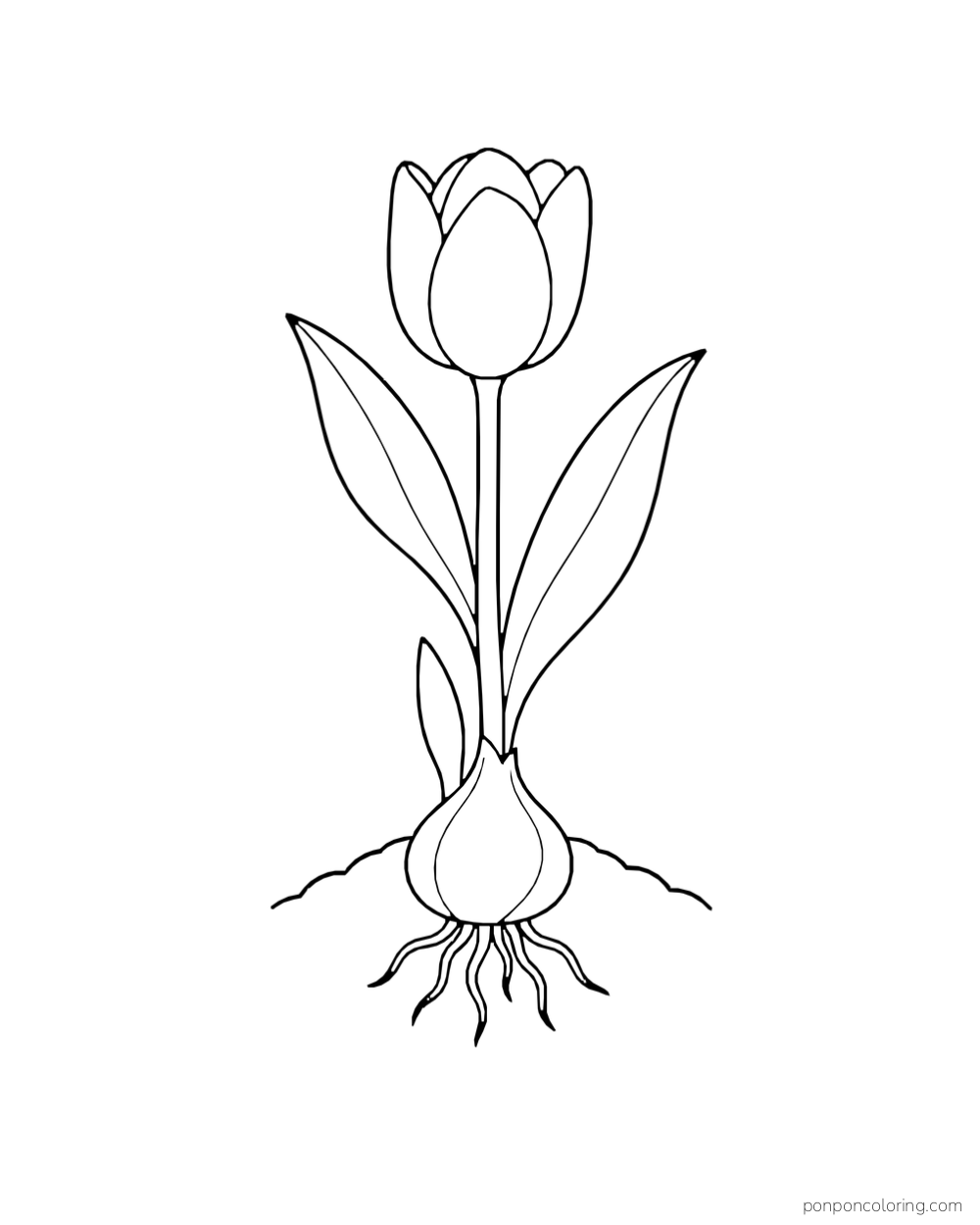 A tulip growing from an exposed bulb with simple roots below a small mound.