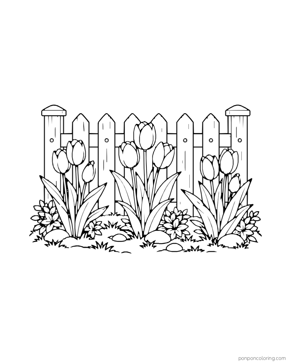 Three groups of tulips growing in front of a low picket fence.